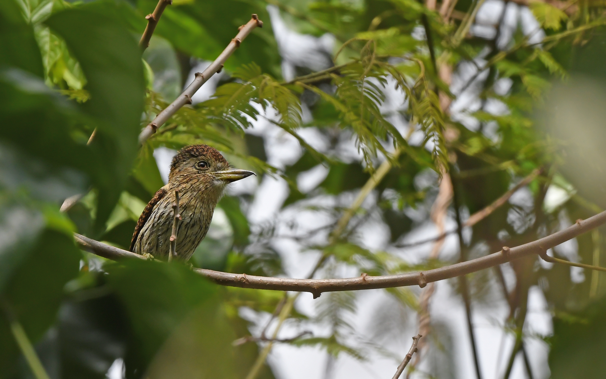 Eastern Striolated Puffbird (Nystalus striolatus), photo 3