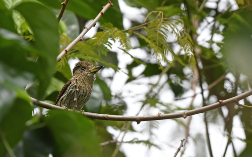 Eastern Striolated Puffbird (Nystalus striolatus), photo 6
