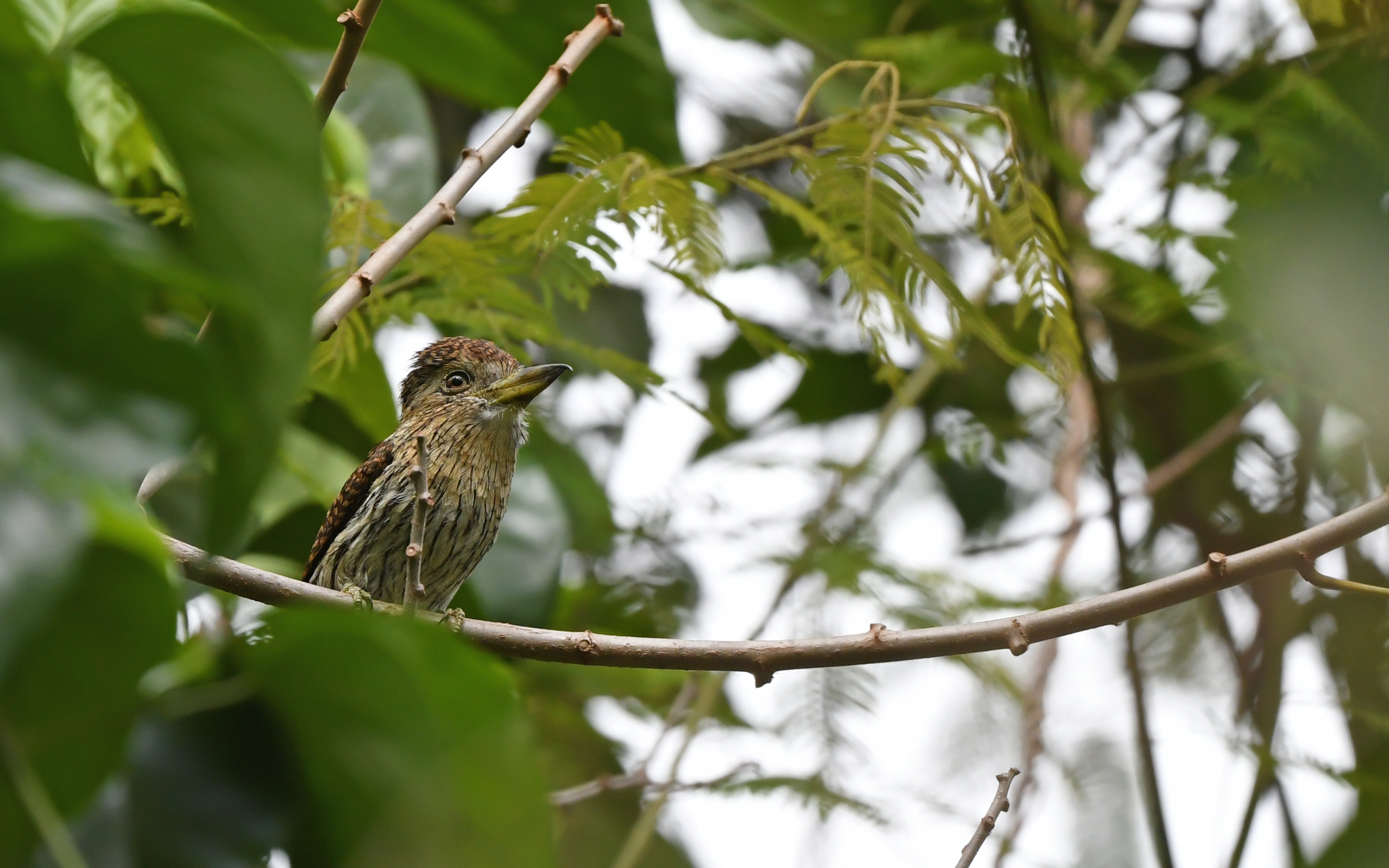 Eastern Striolated Puffbird (Nystalus striolatus), photo 6