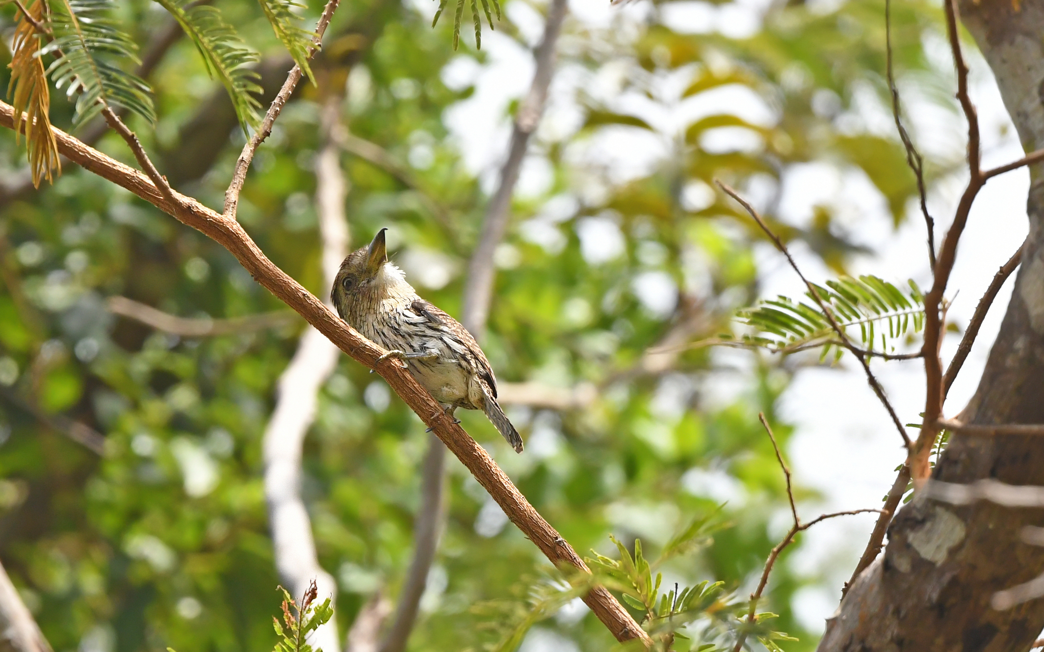 Eastern Striolated Puffbird (Nystalus striolatus), photo 7