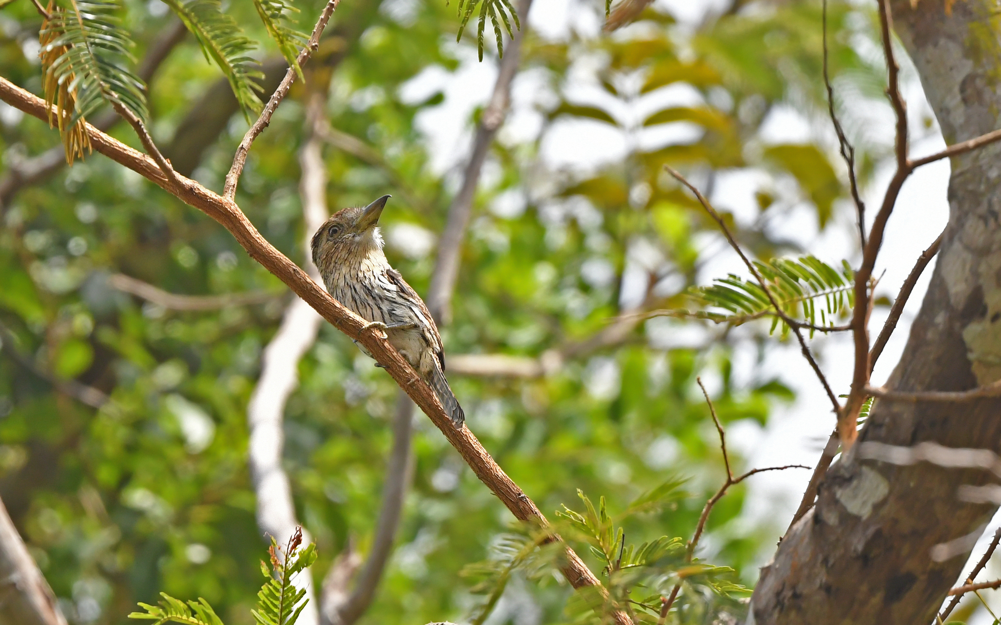Eastern Striolated Puffbird (Nystalus striolatus), photo 8
