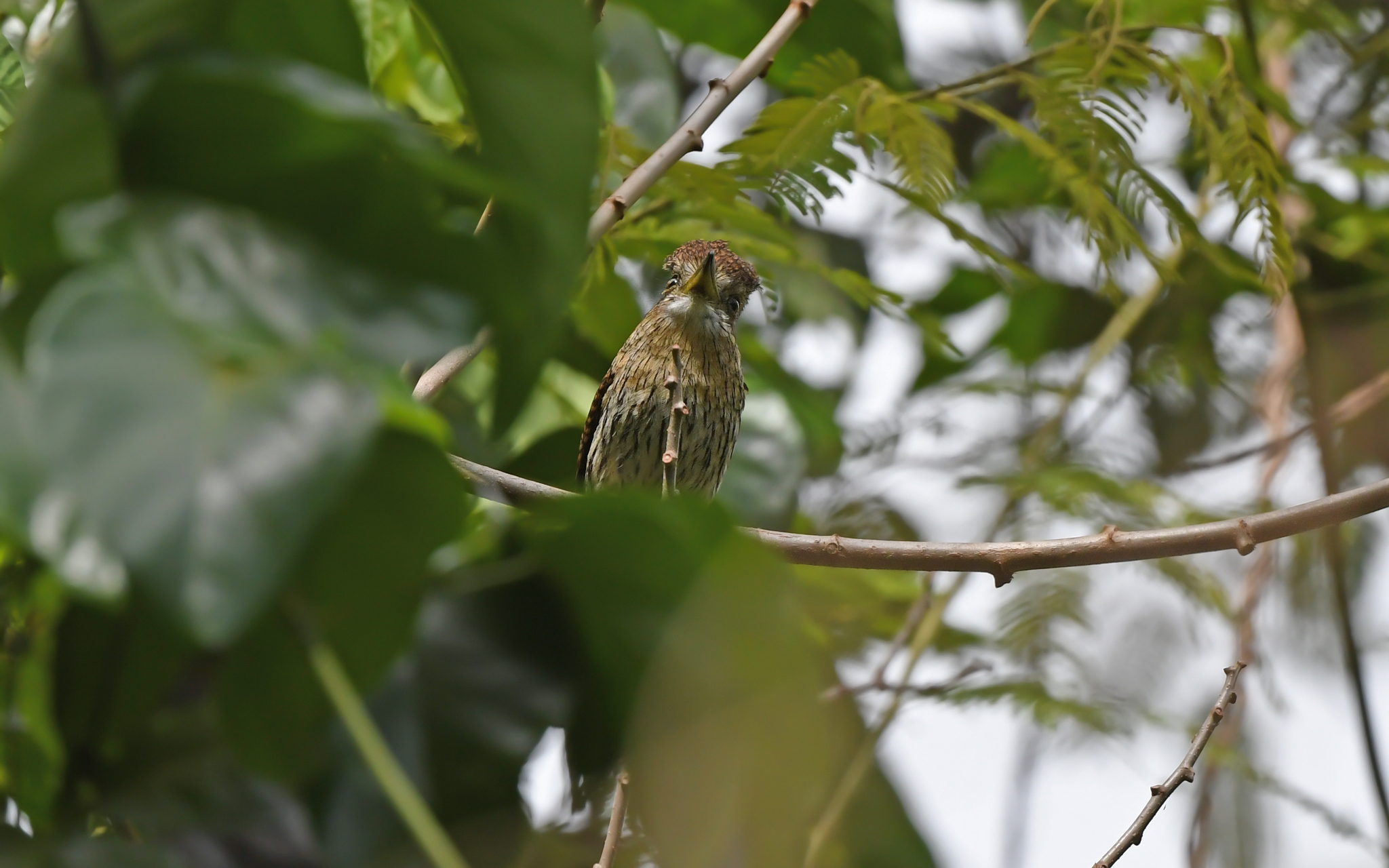 Eastern Striolated Puffbird (Nystalus striolatus), photo 9