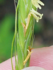 Bromus nottowayanus