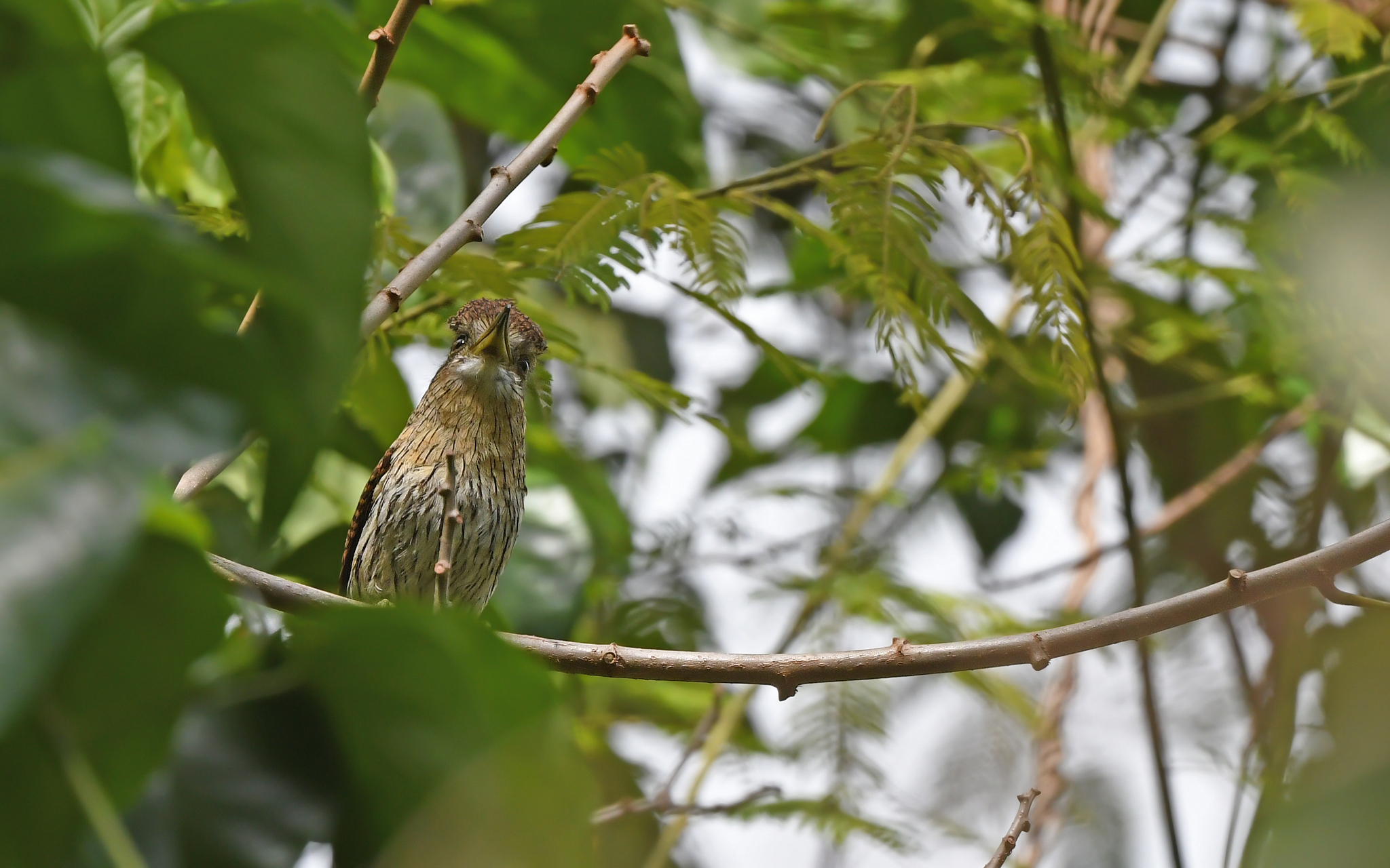 Eastern Striolated Puffbird (Nystalus striolatus), photo 10