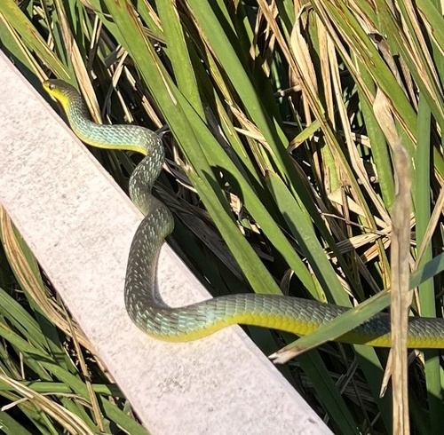 Common Tree Snake sighting