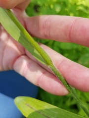 Bromus nottowayanus