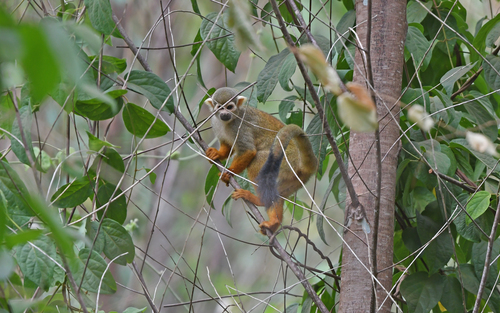 Collins' Squirrel Monkey
