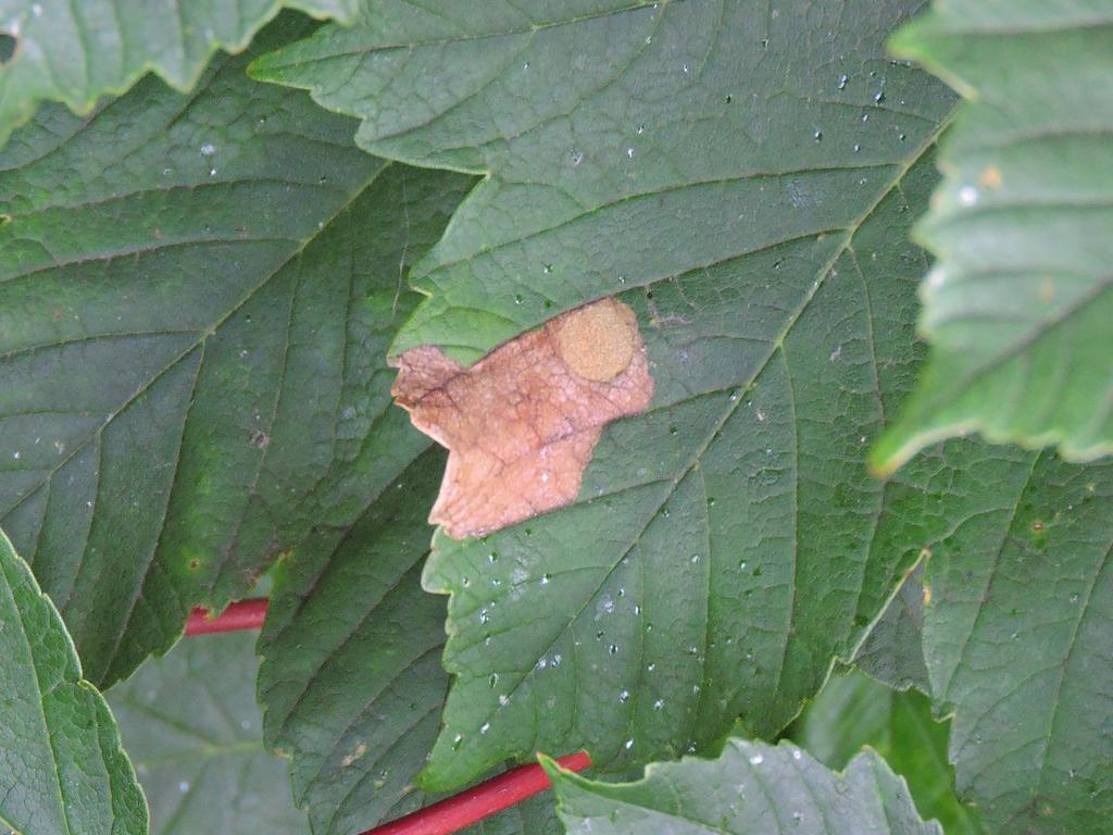 Marginal Sycamore Disc-miner