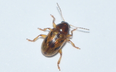 Metachroma clarkei