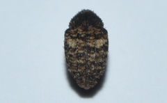 Eubulus