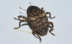 Eubulus