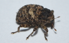 Eubulus