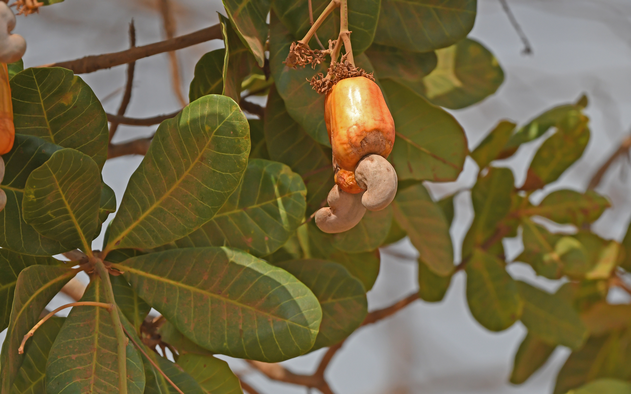 Anacardium occidentale
