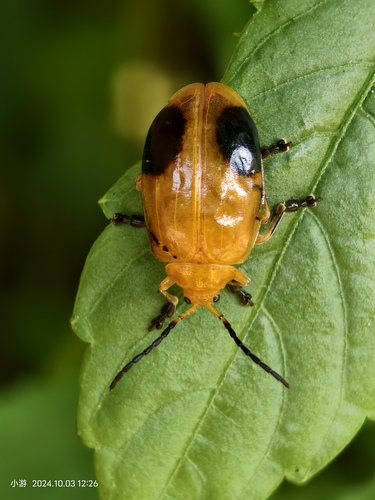 Oides palleata