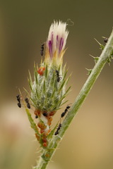 Carduus pycnocephalus cinereus