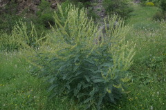 Astragalus galegiformis