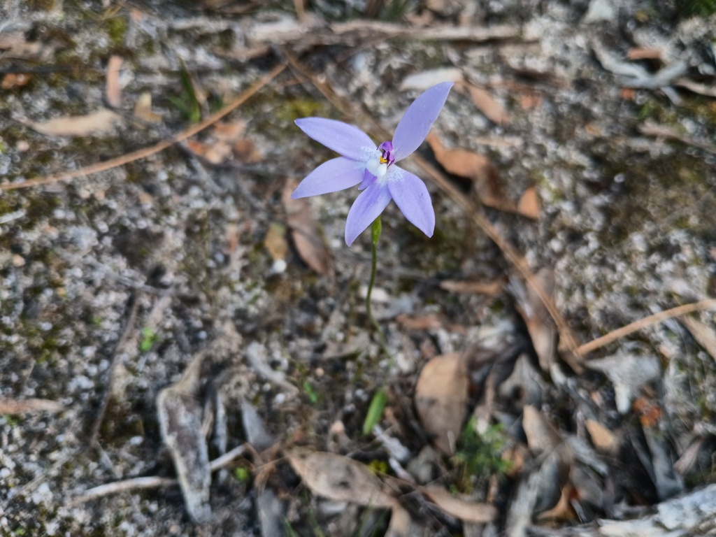 Caladenia major; photograph grampianshiker, CC BY, iNaturalist via GBIF
