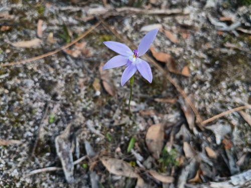 Caladenia major