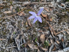 Caladenia major