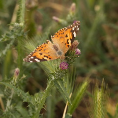 Carduus pycnocephalus cinereus