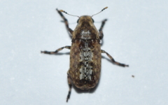 Euparius