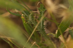 Carduus pycnocephalus cinereus