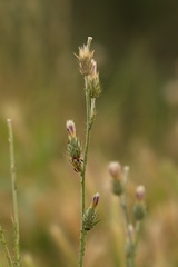 Carduus pycnocephalus cinereus