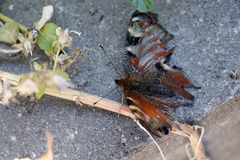 Aglais io