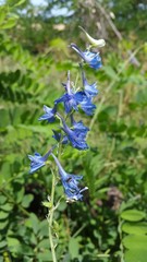 Delphinium freynii