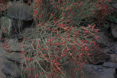 Ephedra procera