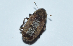 Euparius