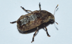 Euparius