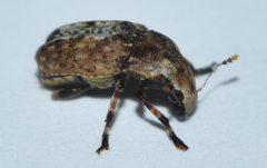 Euparius