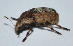 Euparius