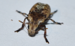 Euparius