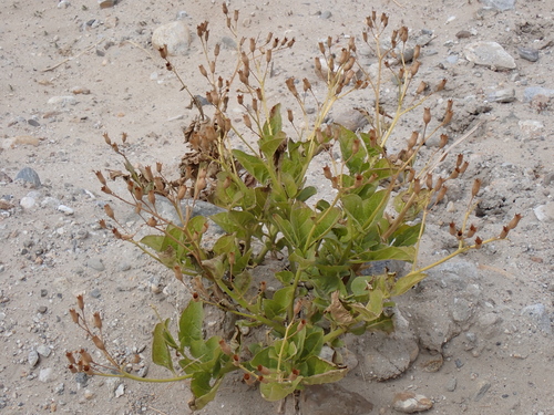 Image of Physochlaina praealta by (c) Sagnik Dutta Roy, some rights reserved (CC BY)