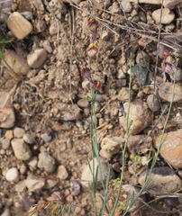 Linaria popovii