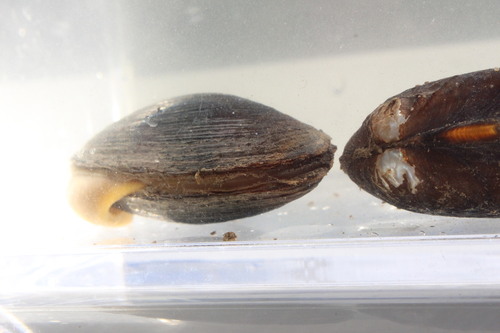 Glenelg Freshwater Mussel