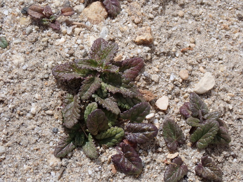 Dracocephalum heterophyllum, photograph 3