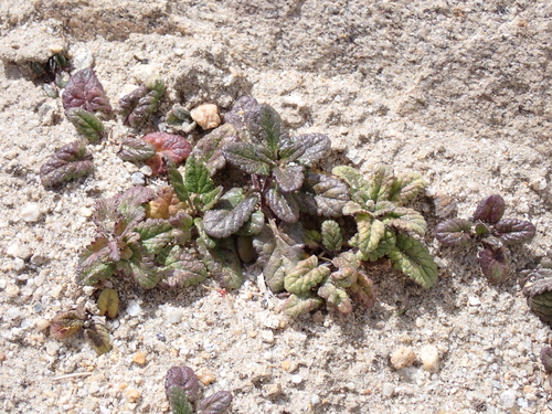 Dracocephalum heterophyllum, photograph 4