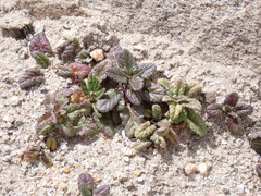 Dracocephalum heterophyllum, photograph (c) Sagnik Dutta Roy, some rights reserved (CC BY)