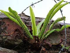 Asplenium scolopendrium