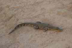 Crocodylus suchus