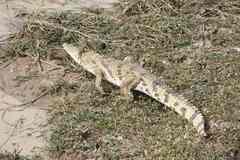 Crocodylus suchus