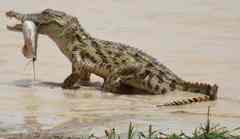 Crocodylus suchus
