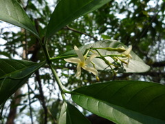 Lacmellea