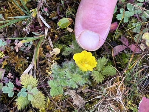 Potentilla matsumurae iNat (1)