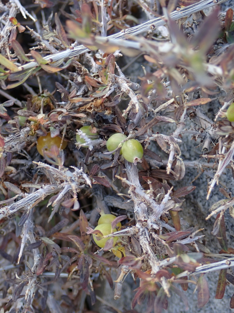 Lonicera spinosa; photograph Sagnik Dutta Roy, CC BY, iNaturalist via GBIF