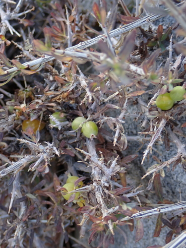 Lonicera spinosa, photograph 1