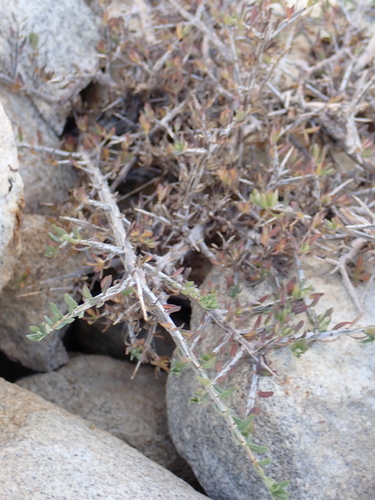 Lonicera spinosa, photograph 2